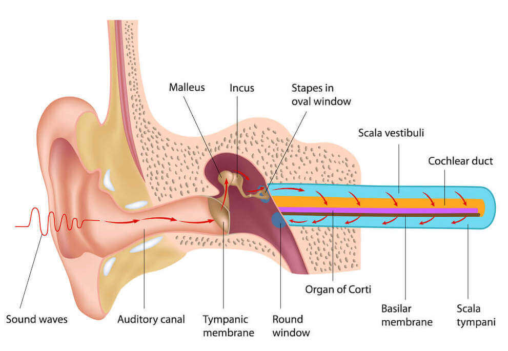 Diagram of ear anatomy