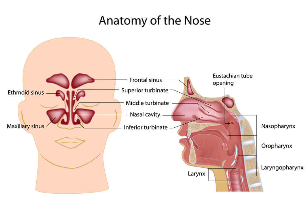 Anatomy of the nose medical illustration