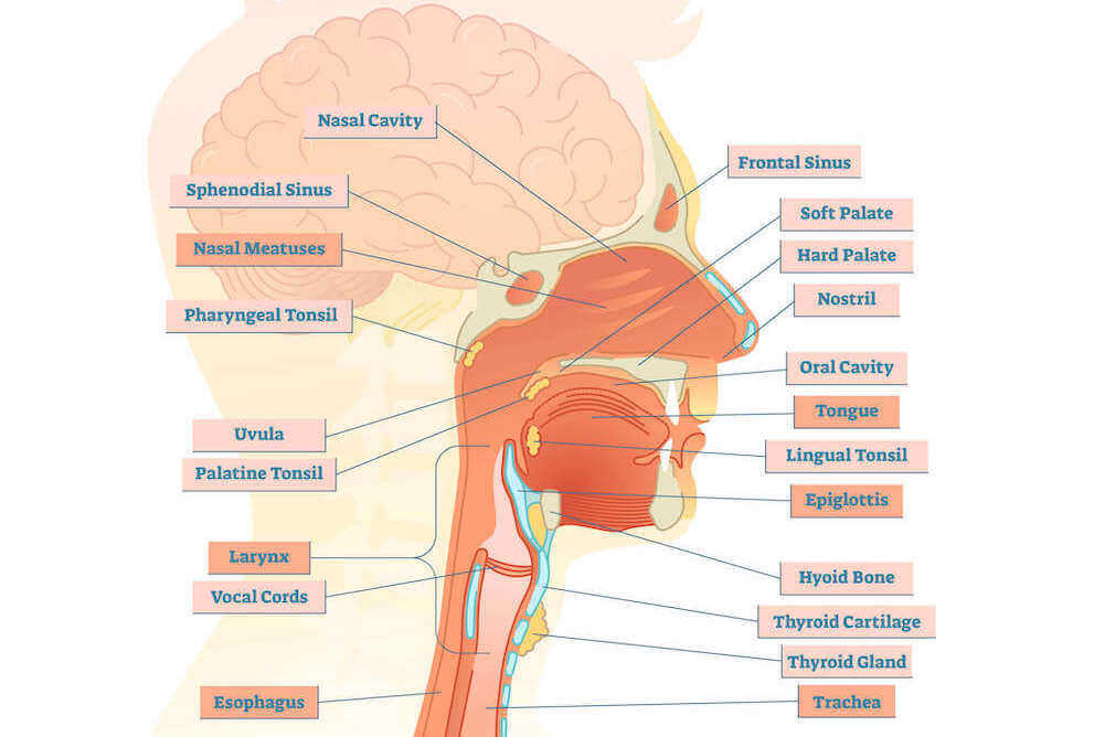 Diagram of throat anatomy